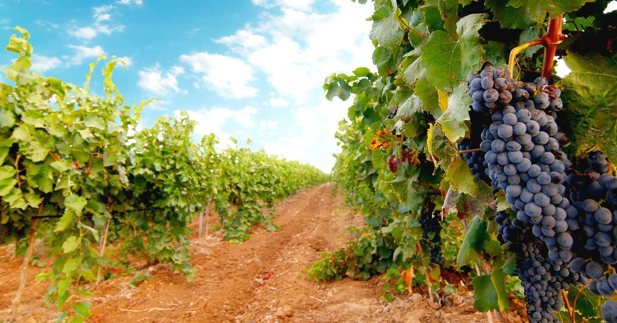 Varietal Ad