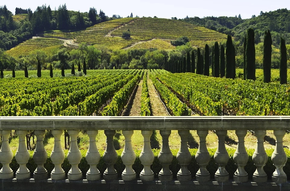 How to Sniff Out Cork Taint in Wine