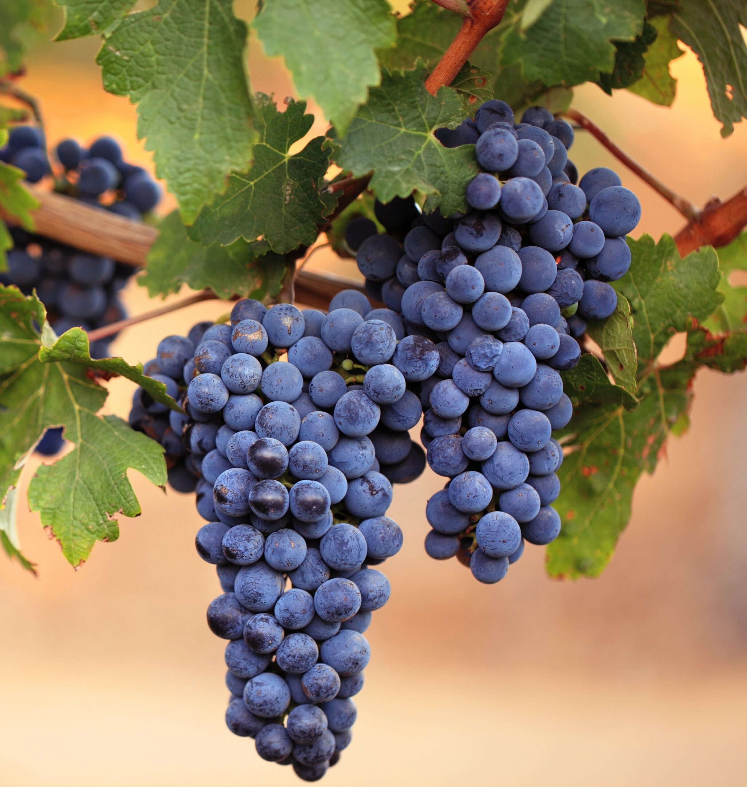 Varietal Ad