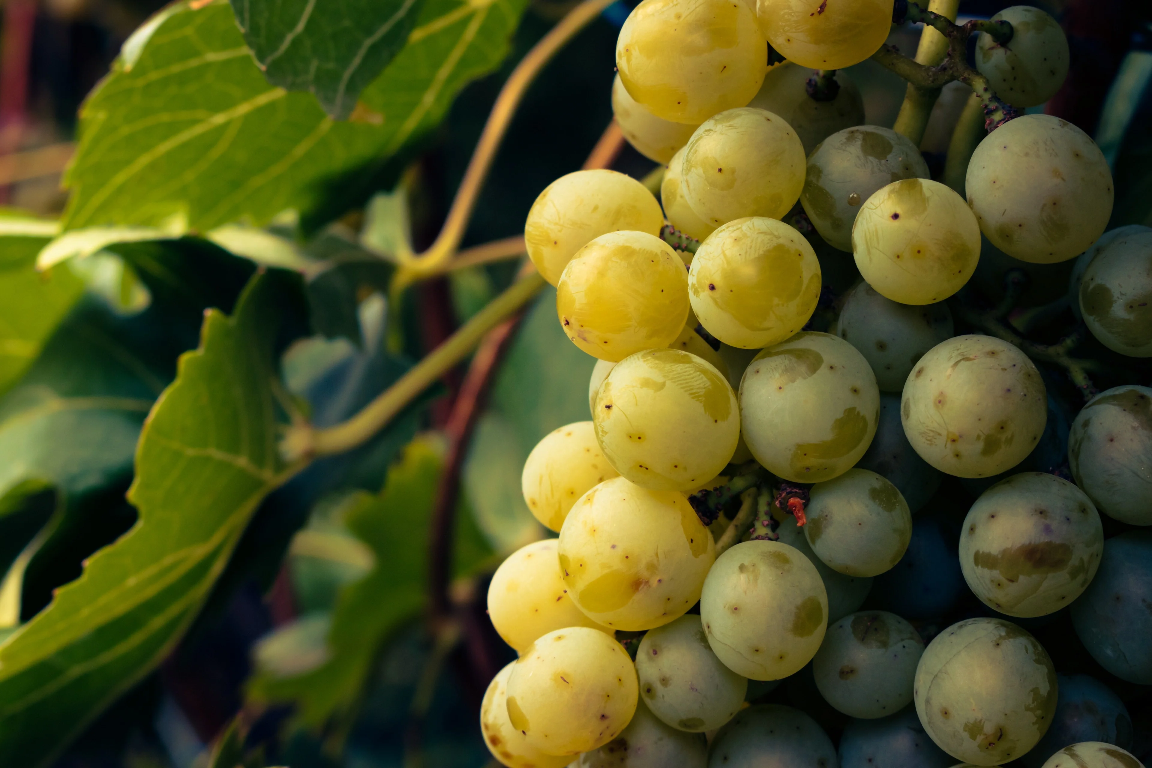 Cover for A Beginner Guide to Understanding Terroir